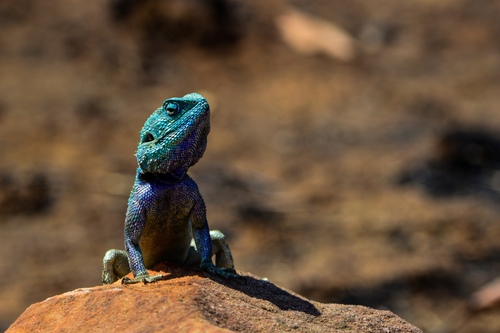 Kivu blue-headed tree agama