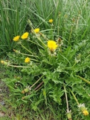 Taraxacum officinale image