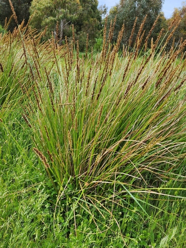 Carex appressa R.Br.