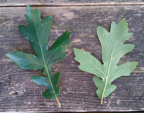 Quercus X megaleia