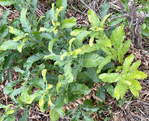Sawtooth oak