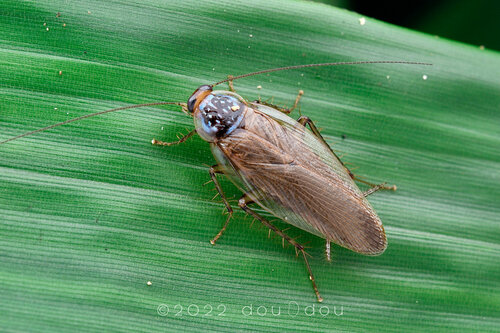 Margattea multipunctata · iNaturalist