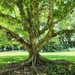 Ficus variegata - Photo (c) Katie Forbes, todos los derechos reservados, subido por Katie Forbes