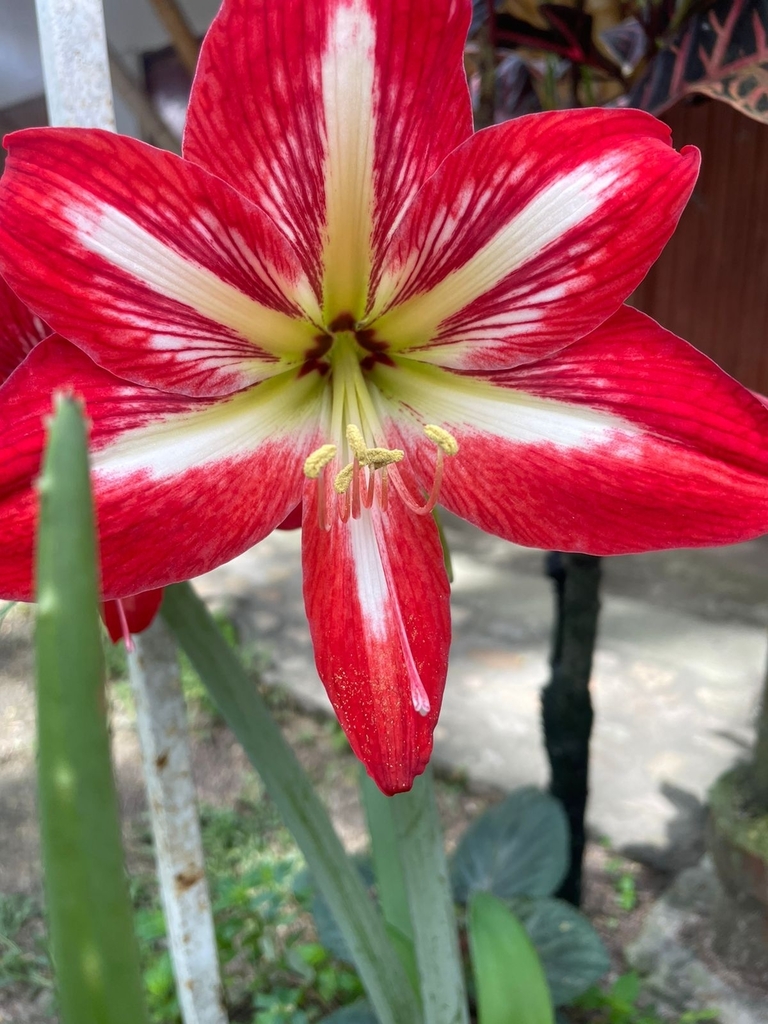Peruvian daffodil