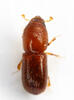 Xyleborus affinis - Photo (c) Chris Rorabaugh, all rights reserved, uploaded by Chris Rorabaugh