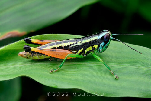 Caryanda yunnana · iNaturalist