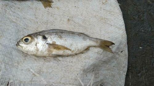Bigeye grunt