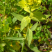 Euphorbia serrata - Photo (c) Valter Jacinto, kaikki oikeudet pidätetään