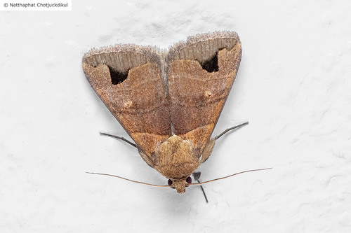 Bocula brunneata