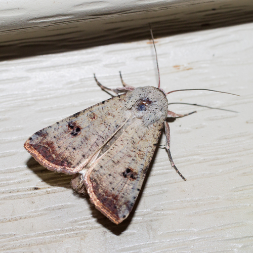 Green Cutworm Moth