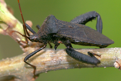 Image of Acanthocephala femorata