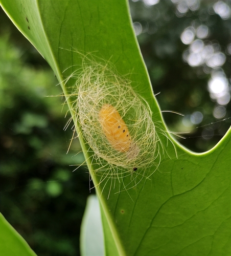 Eudesmia menea