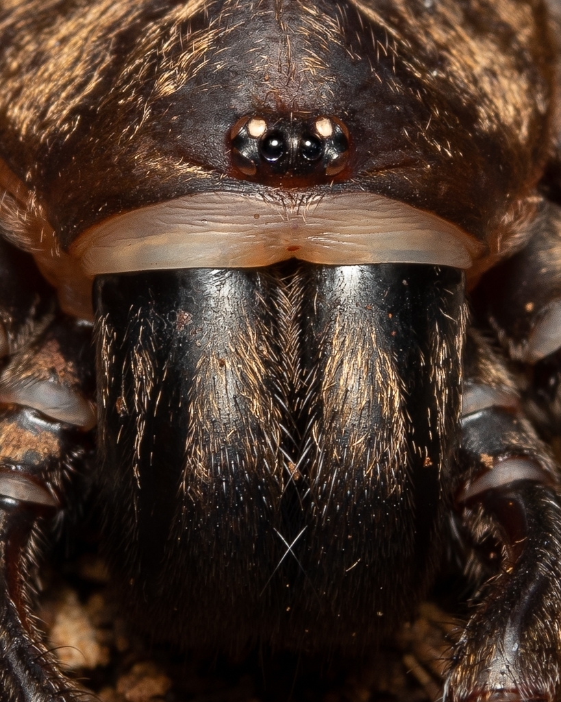 Acanthogonatus from Nature Sanctuary Peninsula of Hualpén on October 30 ...