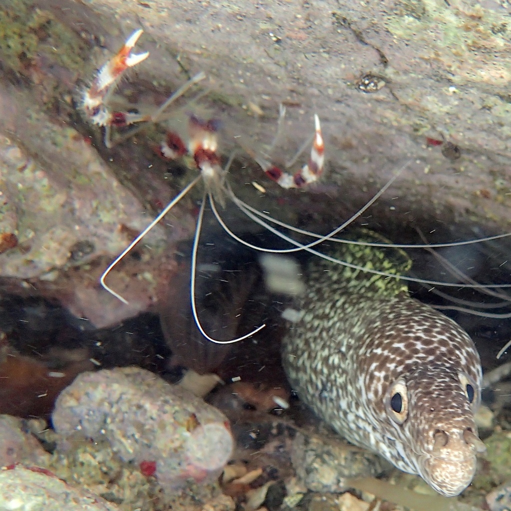 Spotted Moray