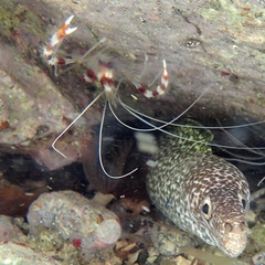Spotted Moray