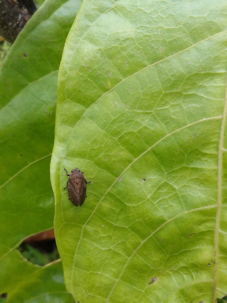 True Bugs, Hoppers, Aphids, and allies from Palermo, Huila, Colombia on