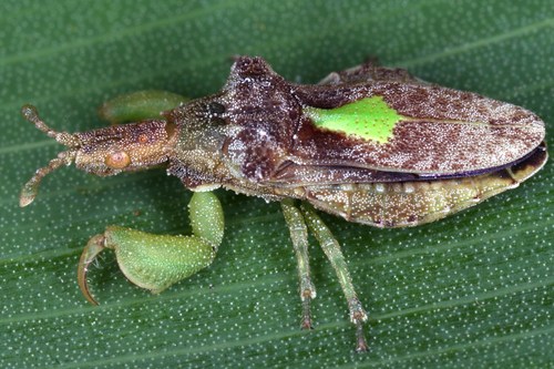 Macrocephalus notatus image