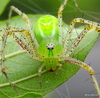 Indian Green Lynx Spider - Photo (c) Rajib Maulick, all rights reserved, uploaded by Rajib Maulick