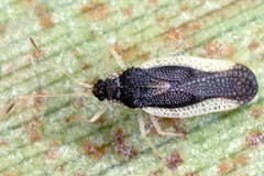 Image of Corycera panamensis