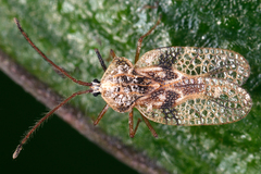 Image of Gargaphia patricia