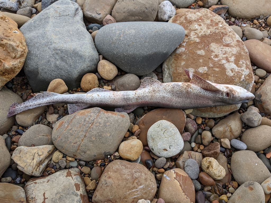 Smallspotted Catshark from The Promenade, SaltburnbytheSea TS12 1NY