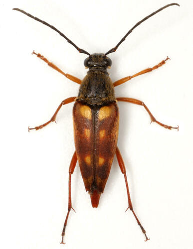 Typocerus deceptus