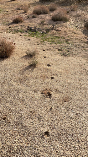 iNaturalist observation photo of Desert Cottontail