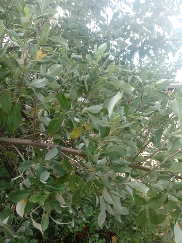 simpleleaf chastetree