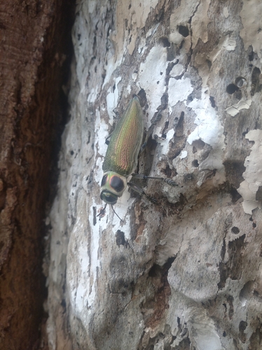 Ceiba Borer