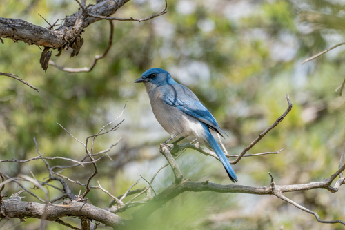 Mexican Jay