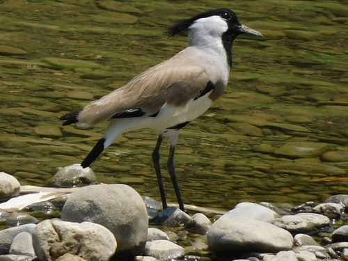 River Lapwing