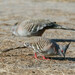 Common Crested Pigeon - Photo (c) KristenM, all rights reserved, uploaded by KristenM