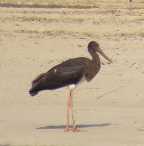 Black Stork