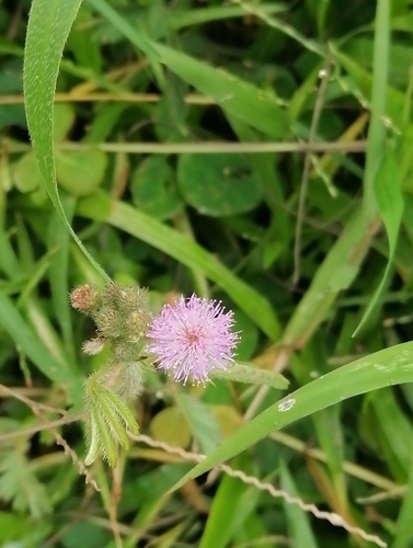 Sensitive Plant