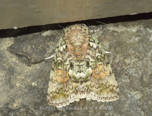 Blenina quinaria Moore, 1881