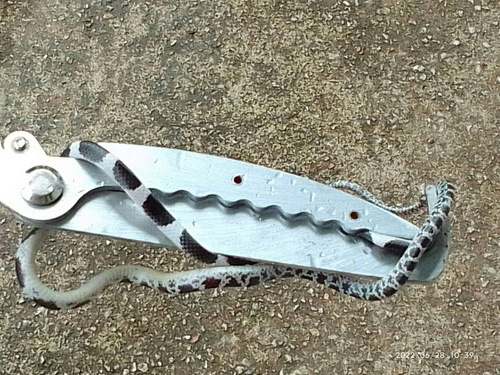 Blanford's Bridle Snake