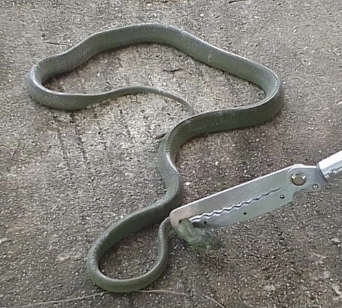 Green Cat Snake