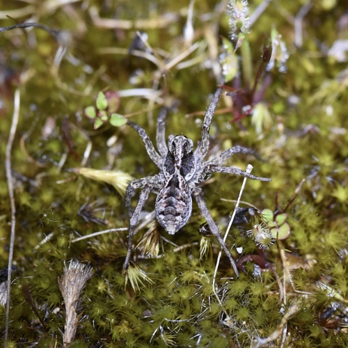 Western Variable Wolf Spider