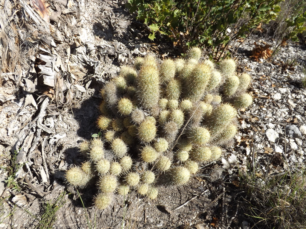 Gold Lace Cactus (Mammillaria elongata)  iNaturalist