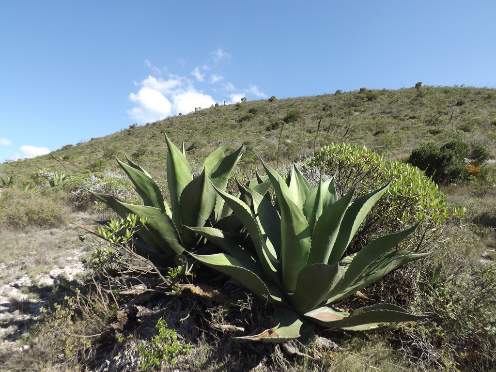 Subspecies Agave salmiana crassispina · iNaturalist United Kingdom