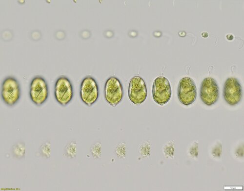 Lepocinclis ovum
