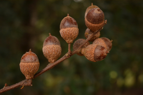 Quercus cortesii