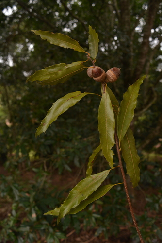 Quercus cortesii