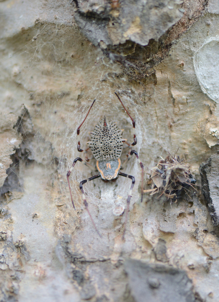 Ornamental Tree Trunk Spider from Makli Hill ground Near Doddaballapur ...