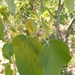 Croton fantzianus - Photo 由 Adrian Bojorquez 所上傳的 (c) Adrian Bojorquez，保留所有權利
