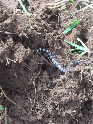 Banded Wolf Snake