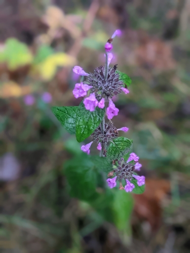 Krūminė šunmėtė