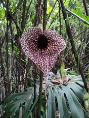 Aristolochia grandiflora image