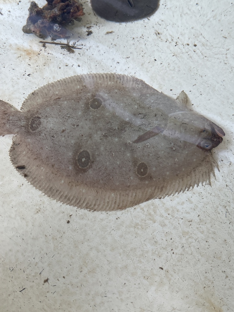 Largetooth Flounders from Seahorse Key, FL, US on November 02, 2022 at