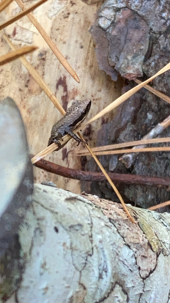Little Grass Frog from Francis Marion National Forest, McClellanville